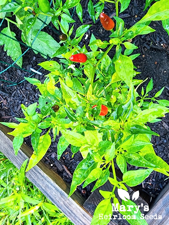 Thai Hot Pepper