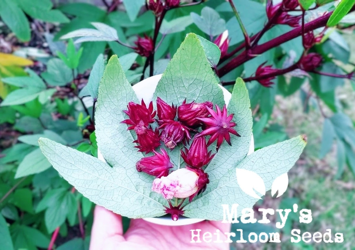 roselle plant seeds Thai Roselle