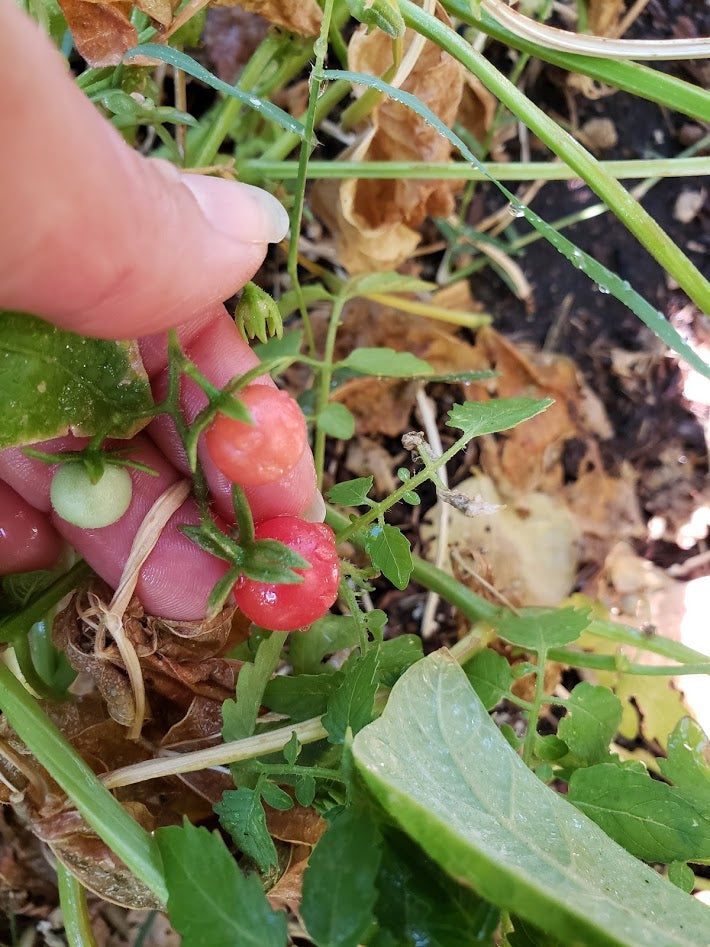Wild Everglades Tomato