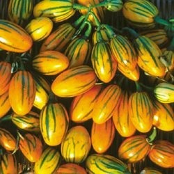 Togo Eggplant