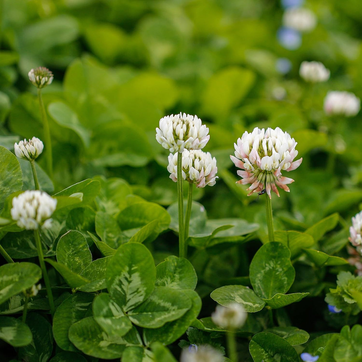 White Dutch Clover BULK Seeds