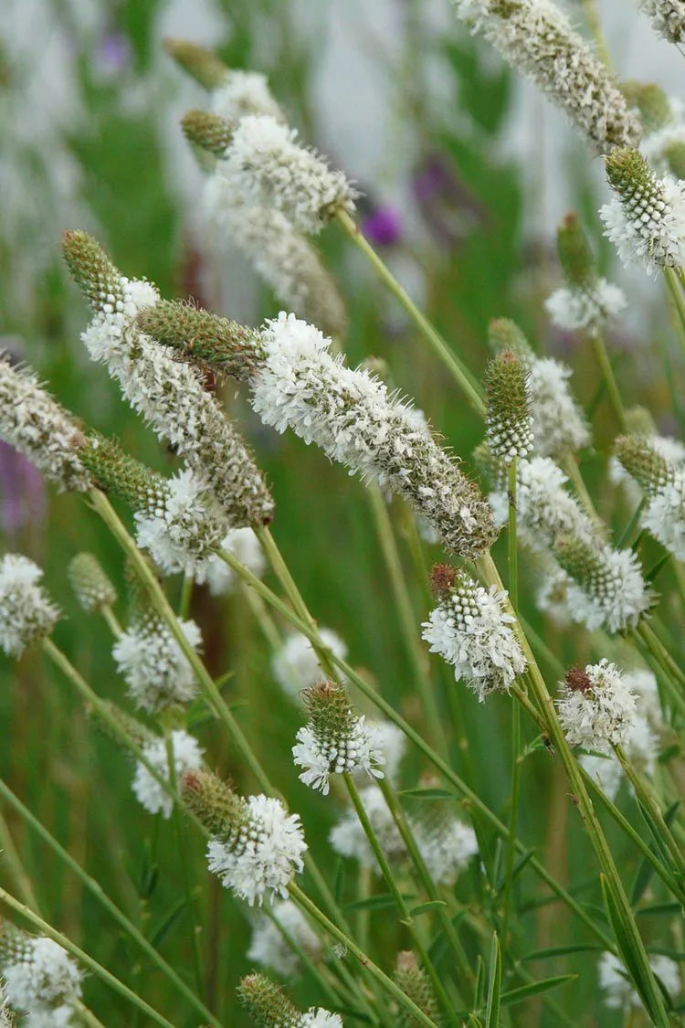White Prairie Clover