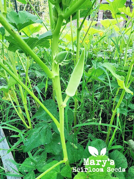 White Velvet Okra