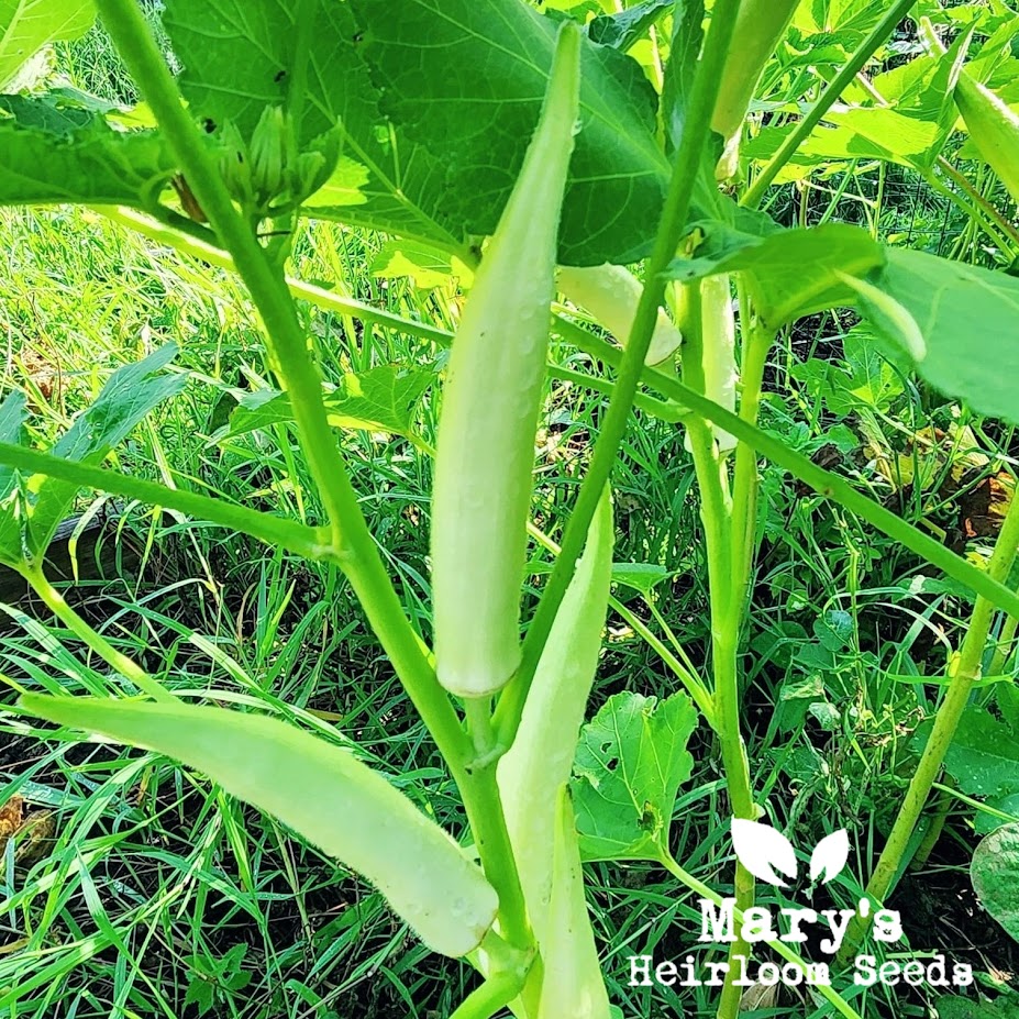 White Velvet Okra