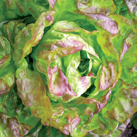 Brown Dutch Lettuce