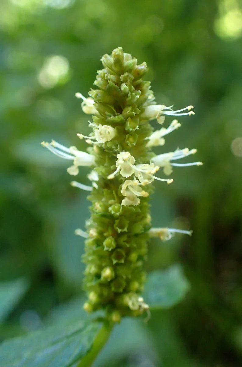 Yellow Giant Hyssop