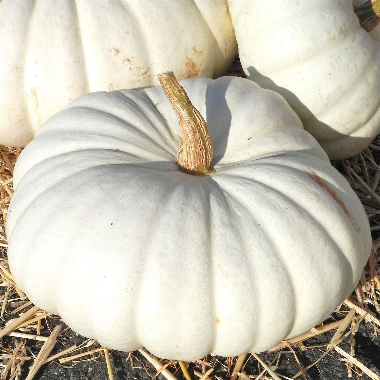 Flat White Boer Pumpkin
