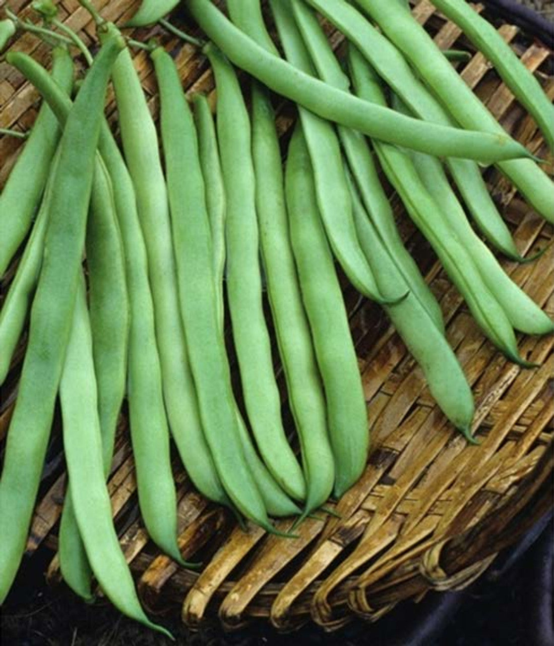 McCaslan Pole Beans