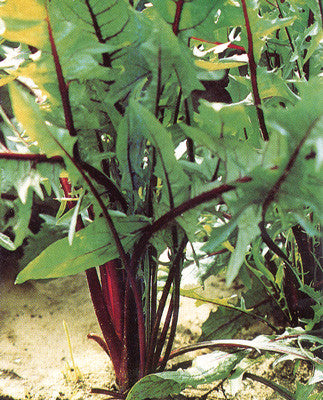 Italiko Rosso Dandelion