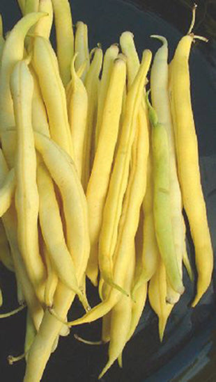 Cherokee Wax Bush Beans