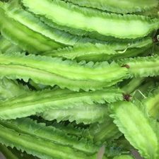 Winged Bean