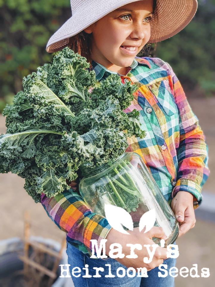 Vates Blue Curled Kale