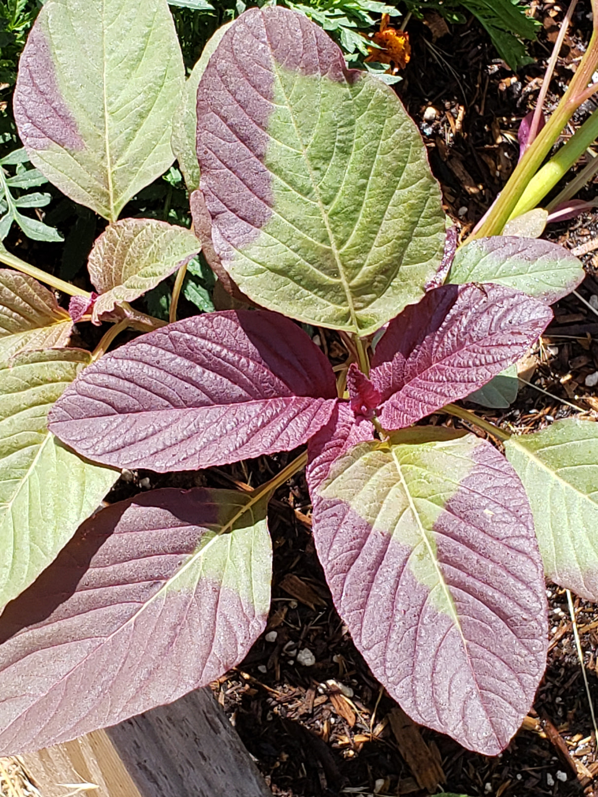 Red Garnet Amaranth