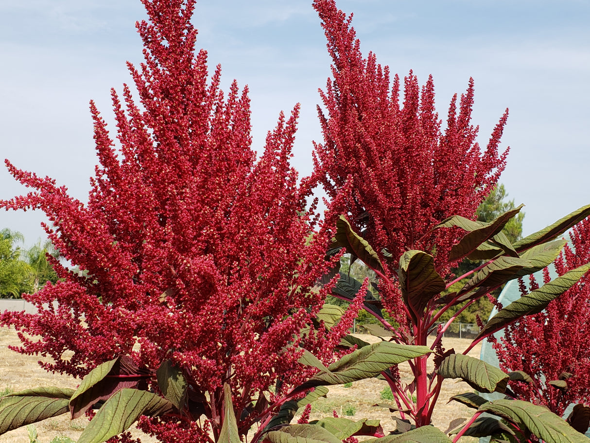 Red Garnet Amaranth