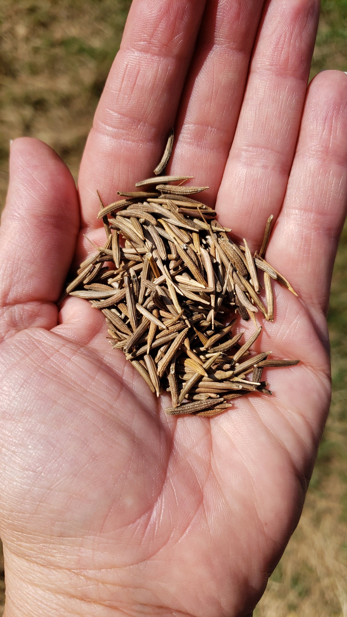 Salsify, Sandwich Island