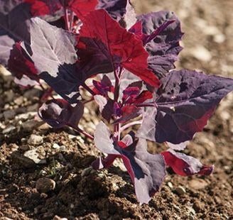 Orach, Purple