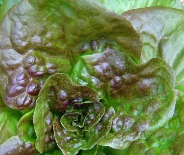 Bronze Mignonette Butterhead Lettuce