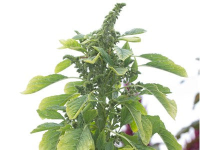 Green Callaloo Amaranth