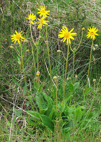 Arnica Montana