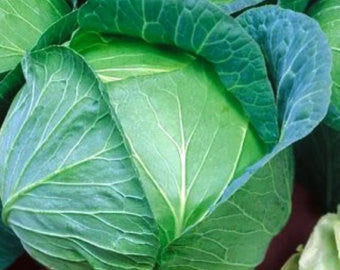 Brunswick Cabbage