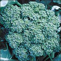 Calabrese Broccoli