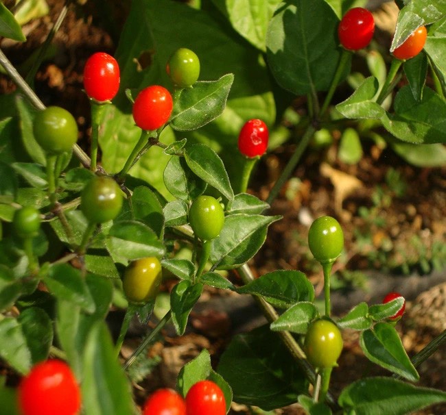 Chiltepin Pepper