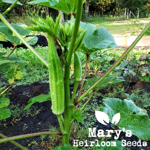 Clemson Spineless Okra Mary's Heirloom Seeds