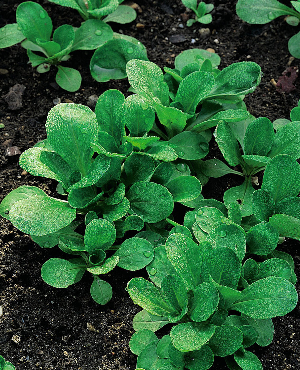 corn salad plant Corn Salad