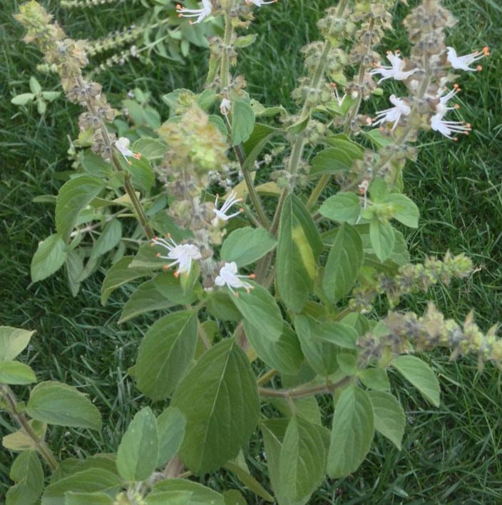 Camphor Basil