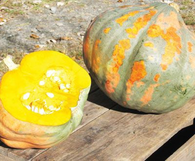 Candy Roaster Melon Squash