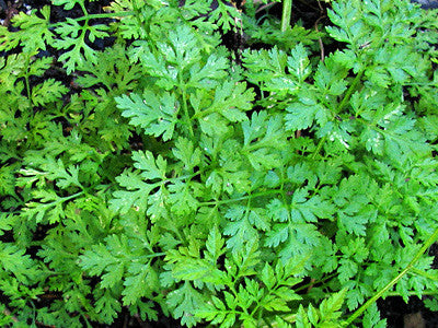 CHERVIL