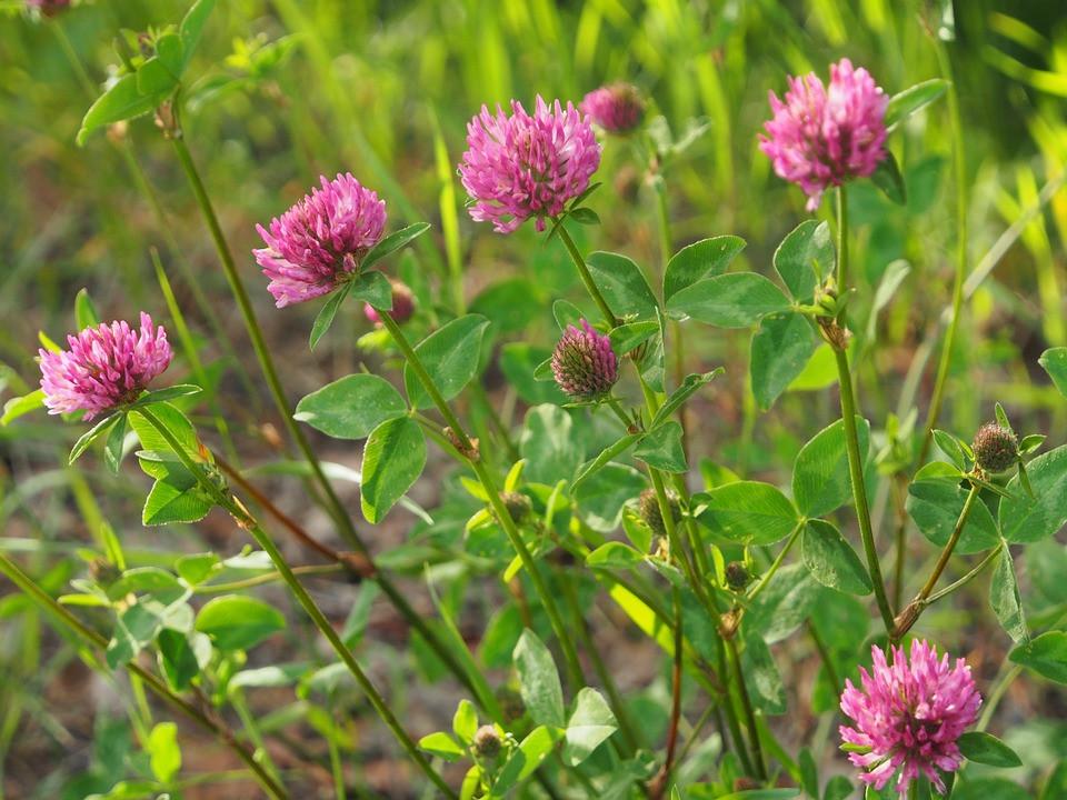 Medium Red Clover BULK Seeds
