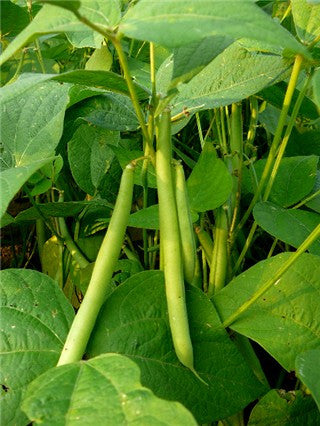 Contender Buff Valentine Bush Beans