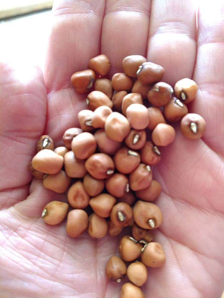 Creel Crowder Pea