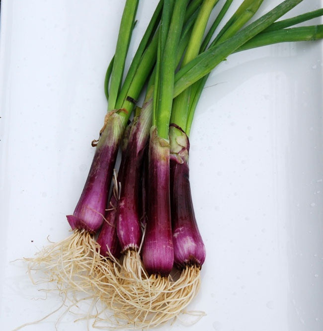 Crimson Forrest Bunching Onion