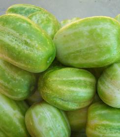 Richmond Green Apple Pickling Cucumber