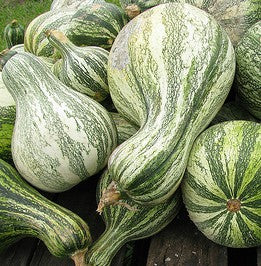 Green Stripe Cushaw Pumpkin