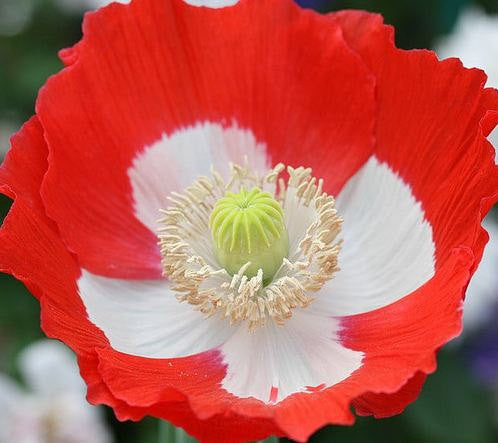 Poppy - Danish Flag