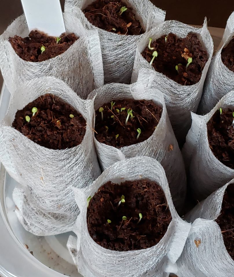 Easy Garden Seed Starter Kit