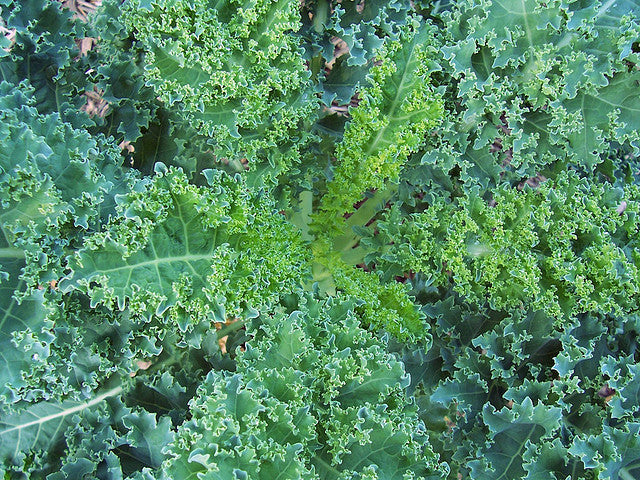 Dwarf Blue Curled Kale