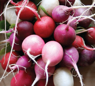 Easter Egg Radish