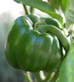 Emerald Giant Pepper