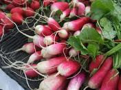 French Breakfast Radish