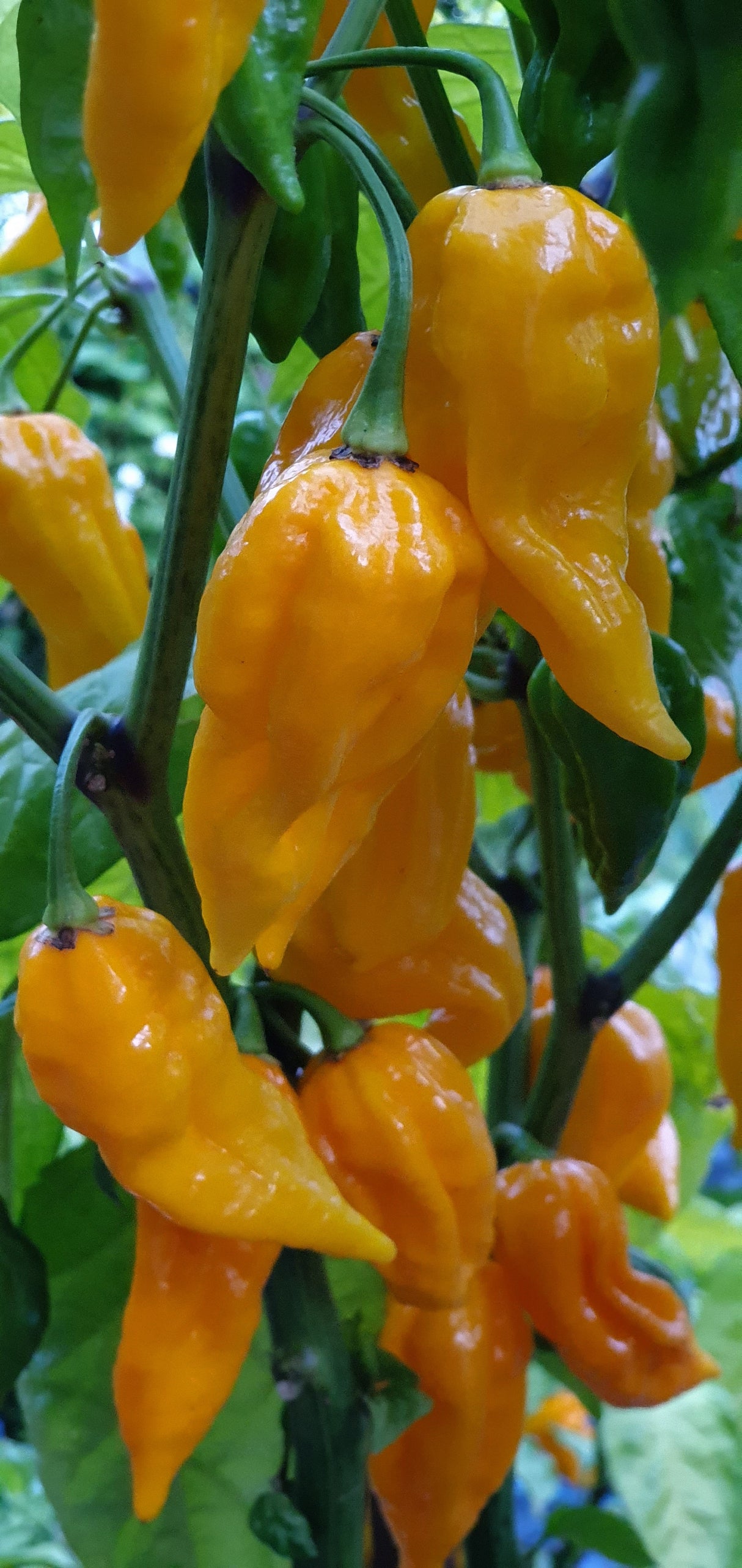 Fatalii Pepper