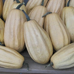 Fordhook Acorn Squash