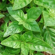 "In The Kitchen" Herb Garden