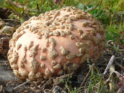 Galeux d'Eysines Pumpkin