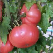German Pink Tomato