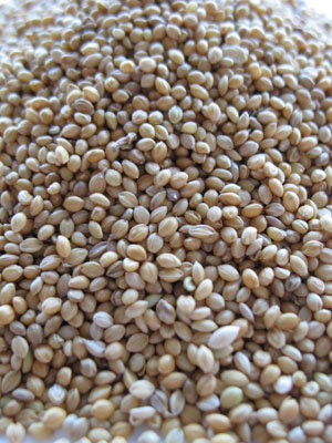 German Golden Millet - Bulk