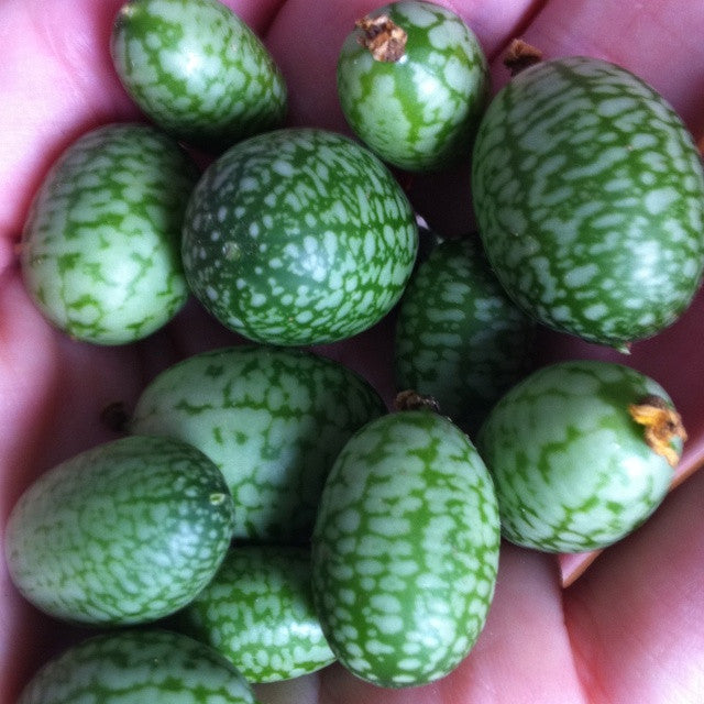 Mexican Sour Gherkin Cucumber